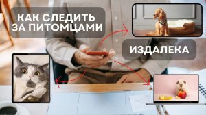 КАК НАБЛЮДАТЬ ЗА ПИТОМЦЕМ В ОТЪЕЗДЕ? НЕОБЫЧНОЕ ВИДЕОНАБЛЮДЕНИЕ #сезонконтентаRUTUBE