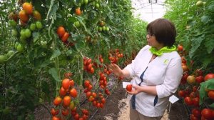 Очень урожайный томат для выращивания в теплице. Маринованные томаты.