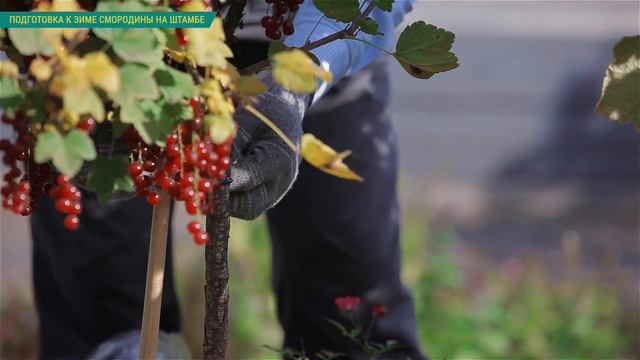 Смородина на штамбе. Подготовка смородины на штамбе к зиме. Обрезка смородины на штамбе осенью.