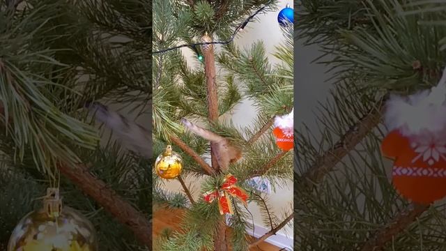 Ну штош ноябрь, а это значит скоро Новый год!) #новыйгод #2025 #елка #ëлка #праздник