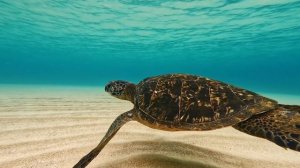 17823659-hd_1920_1080_30fps