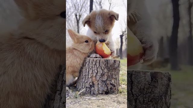 яблочко для малышни