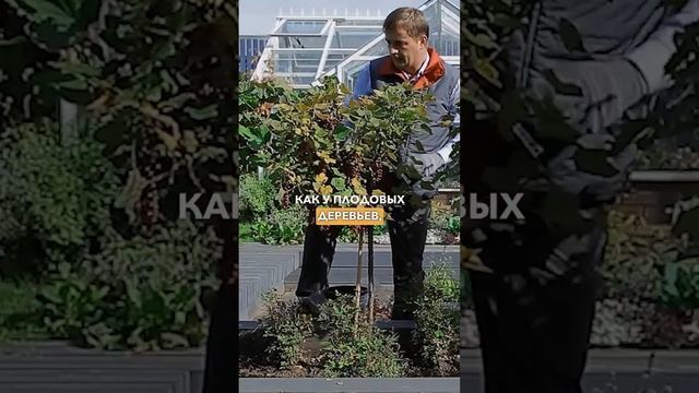 Смородина на штамбе. Подготовка смородины на штамбе к зиме. Обрезка смородины на штамбе осенью.