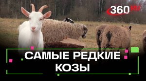 Племенное хозяйство коз планируют создать в Истре