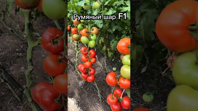 Обзор устойчивых гибридов и сортов томатов к кладоспориозу. Кладоспориоз (бурая пятнистость) томатов