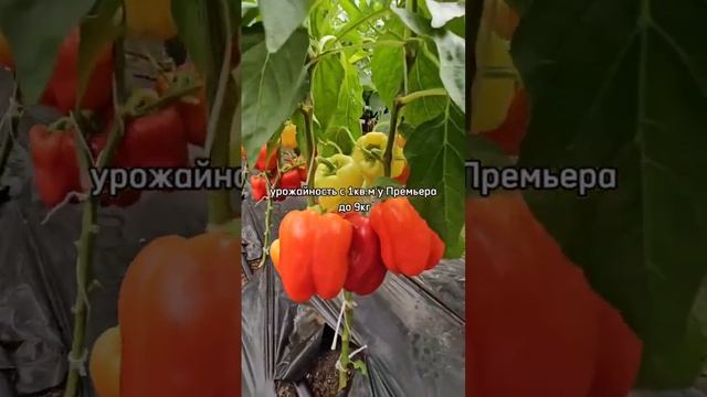 Почему эта новинка сладкого перца - ЗВЕЗДА теплиц?