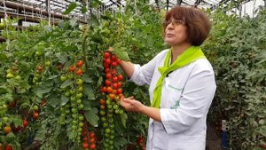 Суперурожайный суперсладкий черри-томат Терек F1.