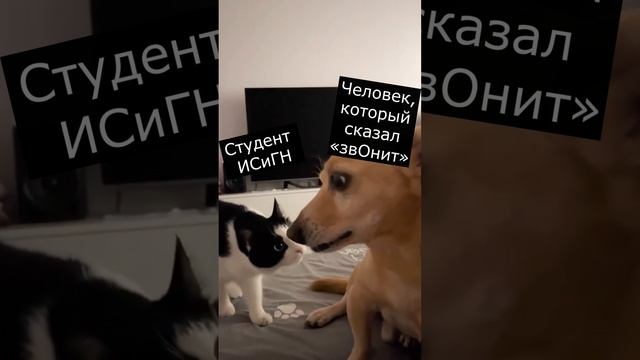 Студент ВоГУ и человек, который сказал звОнит...