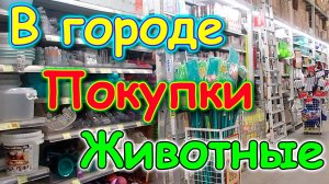 Отношения между Джесси и Ириской. В городе. Покупки. (11.24г.) Семья Бровченко.