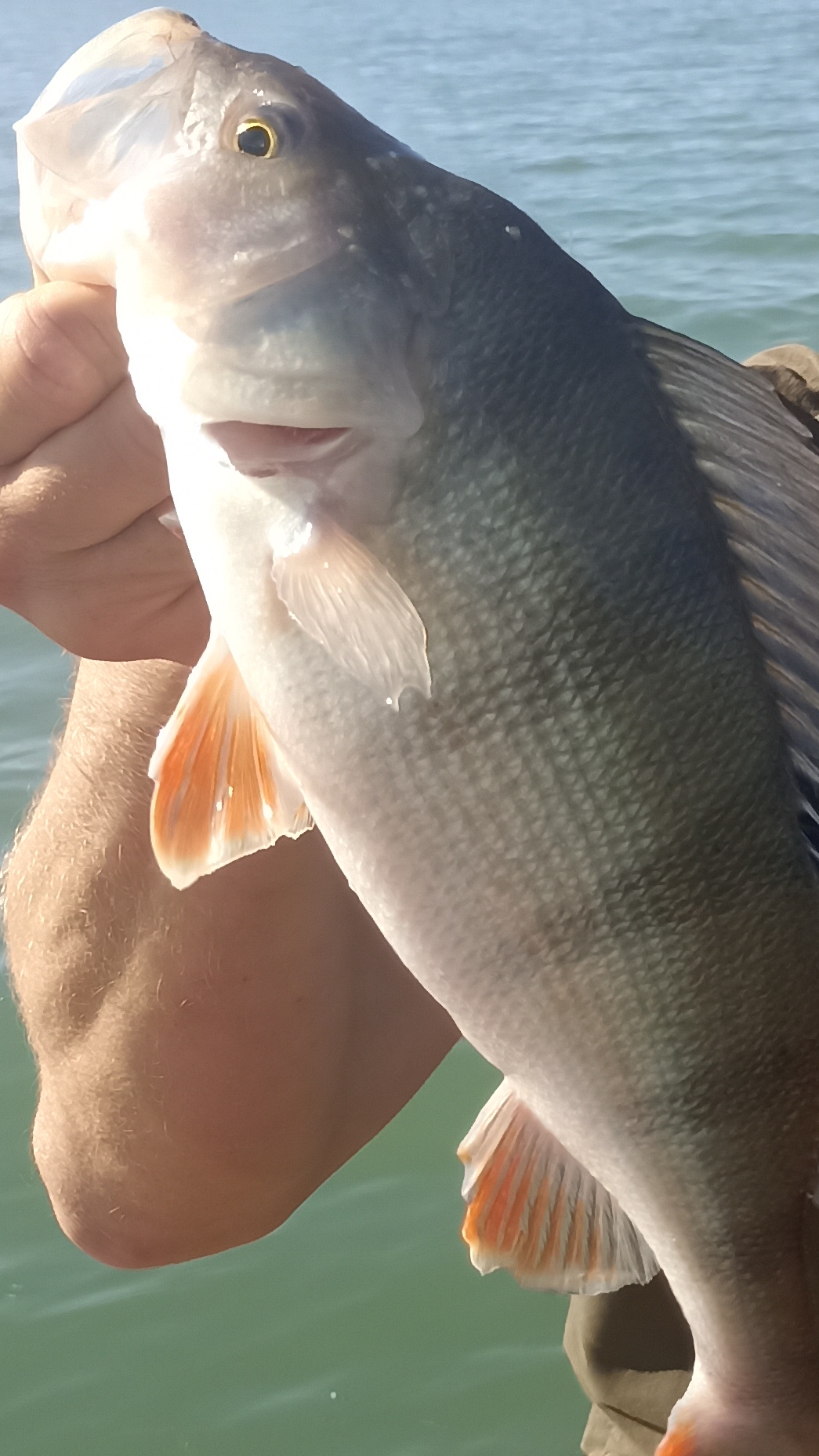 Окунь на отводной поводок. Какже место изменилось!