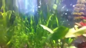 Малёк гупий под воспитанием арованы