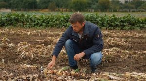 Как подготовить лук к хранению зимой. Секреты правильной уборки репчатого лука.