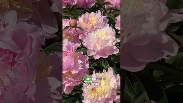 Выращивание и уход за пионами. Пышное цветение пионов!