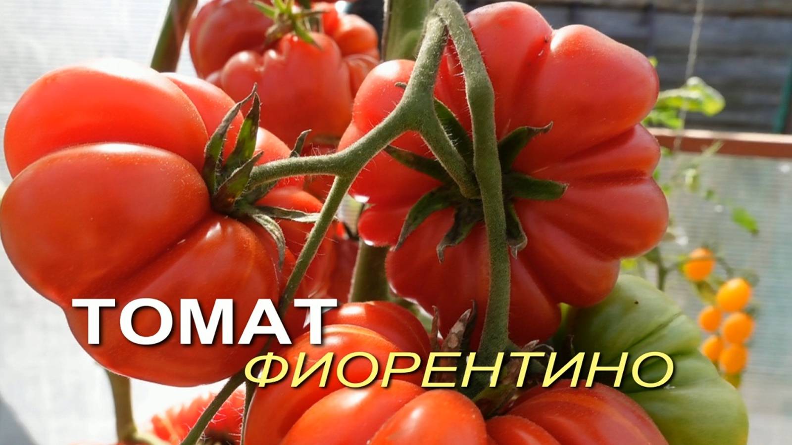 Томат ФИОРЕНТИНО. Обзор сортов ТОМАТОВ!
