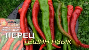 Перец острый ТЁЩИН ЯЗЫК. Обзор сортов ПЕРЦЕВ!