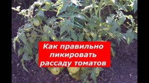 Как правильно пикировать рассаду томатов