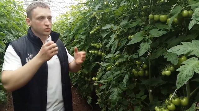 Подкормки томатов. Коневые и внекорневые подкормки томатов.