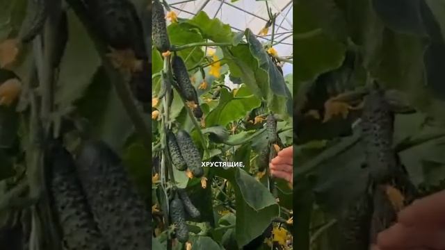 Выращивание огурцов в теплице. Очень урожайный огурец для маринования и засолки.