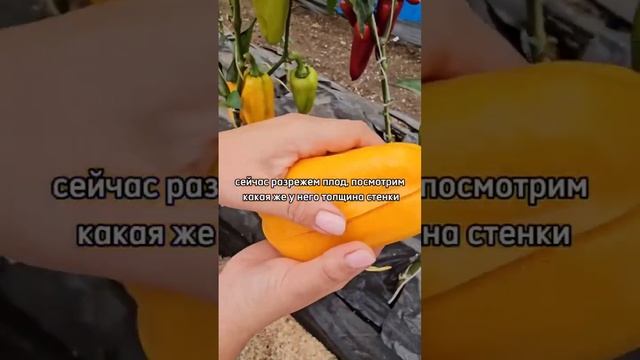 Этот перец изменит все! СОВЕРШЕННЫЙ сорт перца для выращивания.