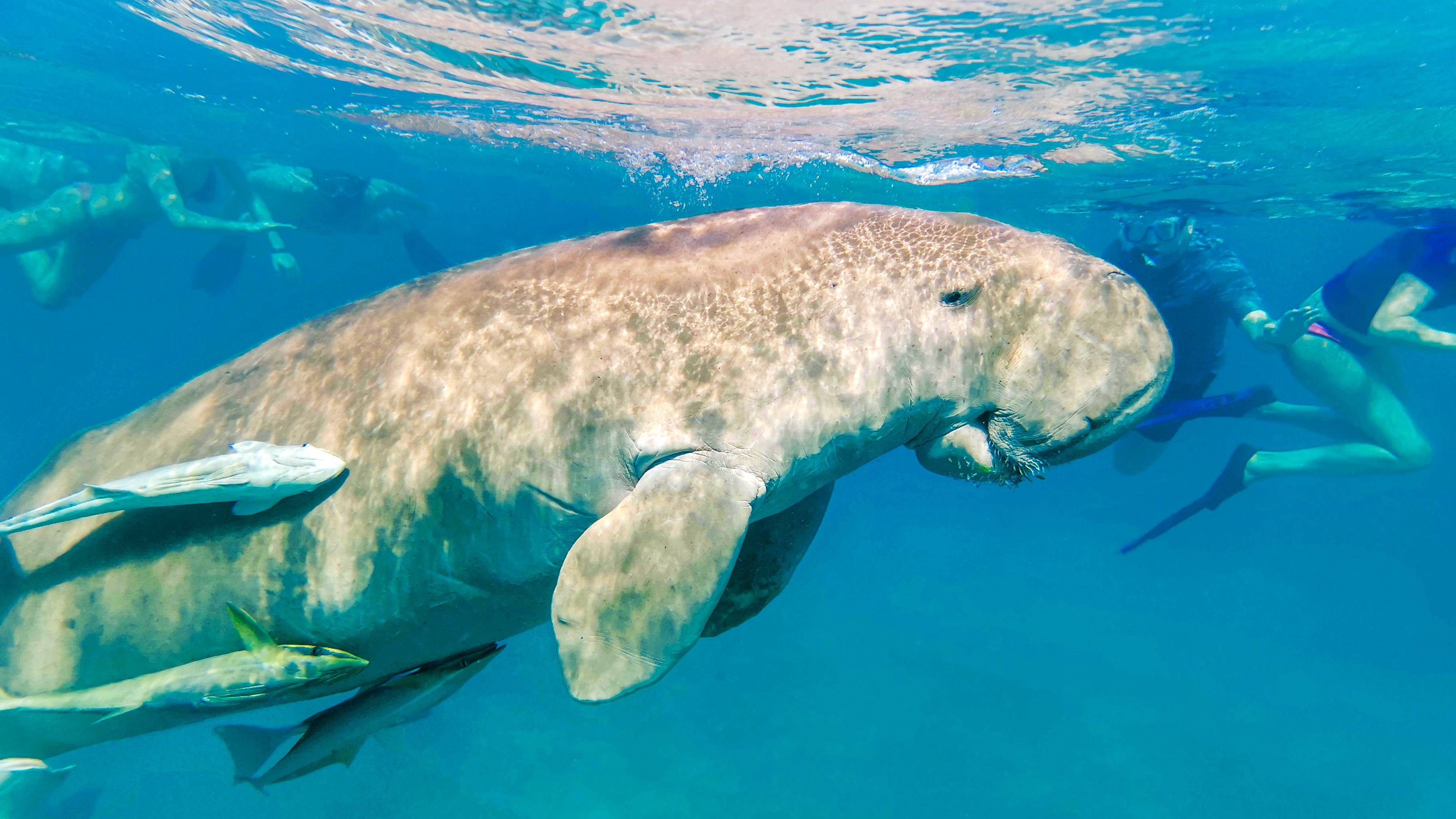 Необыкновенная встреча с морской русалкой в Красном море. Снимаем подводное видео на смартфон. смотреть онлайн