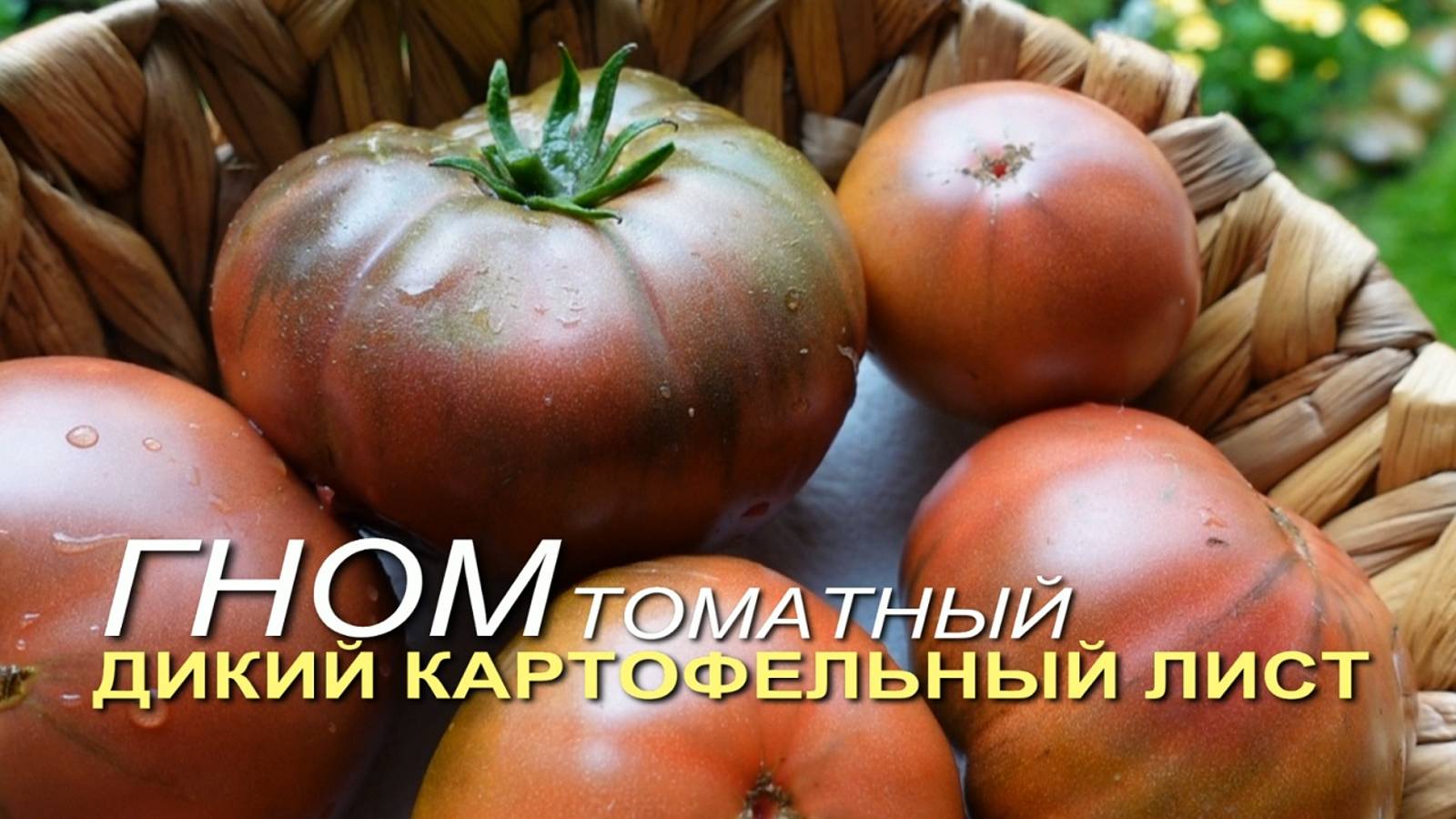 ГНОМ томатный ДИКИЙ КАРТОФЕЛЬНЫЙ ЛИСТ. Обзор сортов ТОМАТОВ!