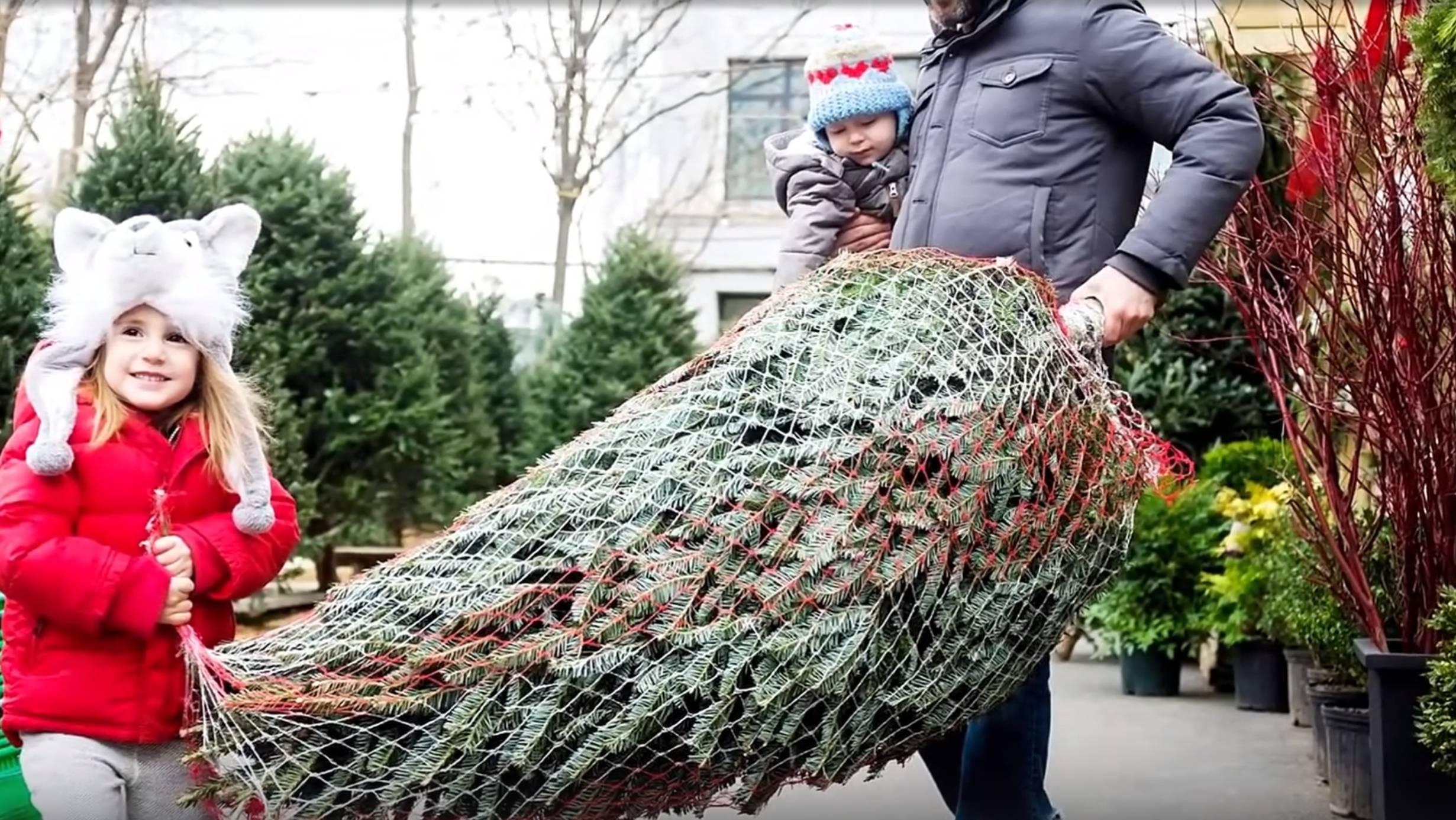 Выращивание и доставка новогодних елей и пихты. История и традиции смотреть онлайн