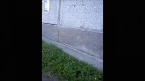 Wallwalker - The Dance Electric Version