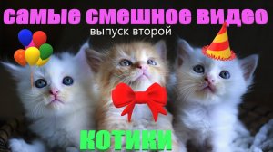 КОШКИ юмор часть вторая #сезонконтентаRUTUBE