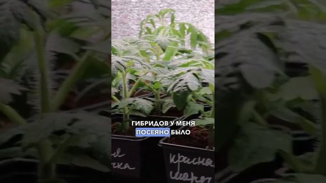 Огород на подоконнике. Томаты для выращивания на подоконнике. Как вырастить дома семена томатов.