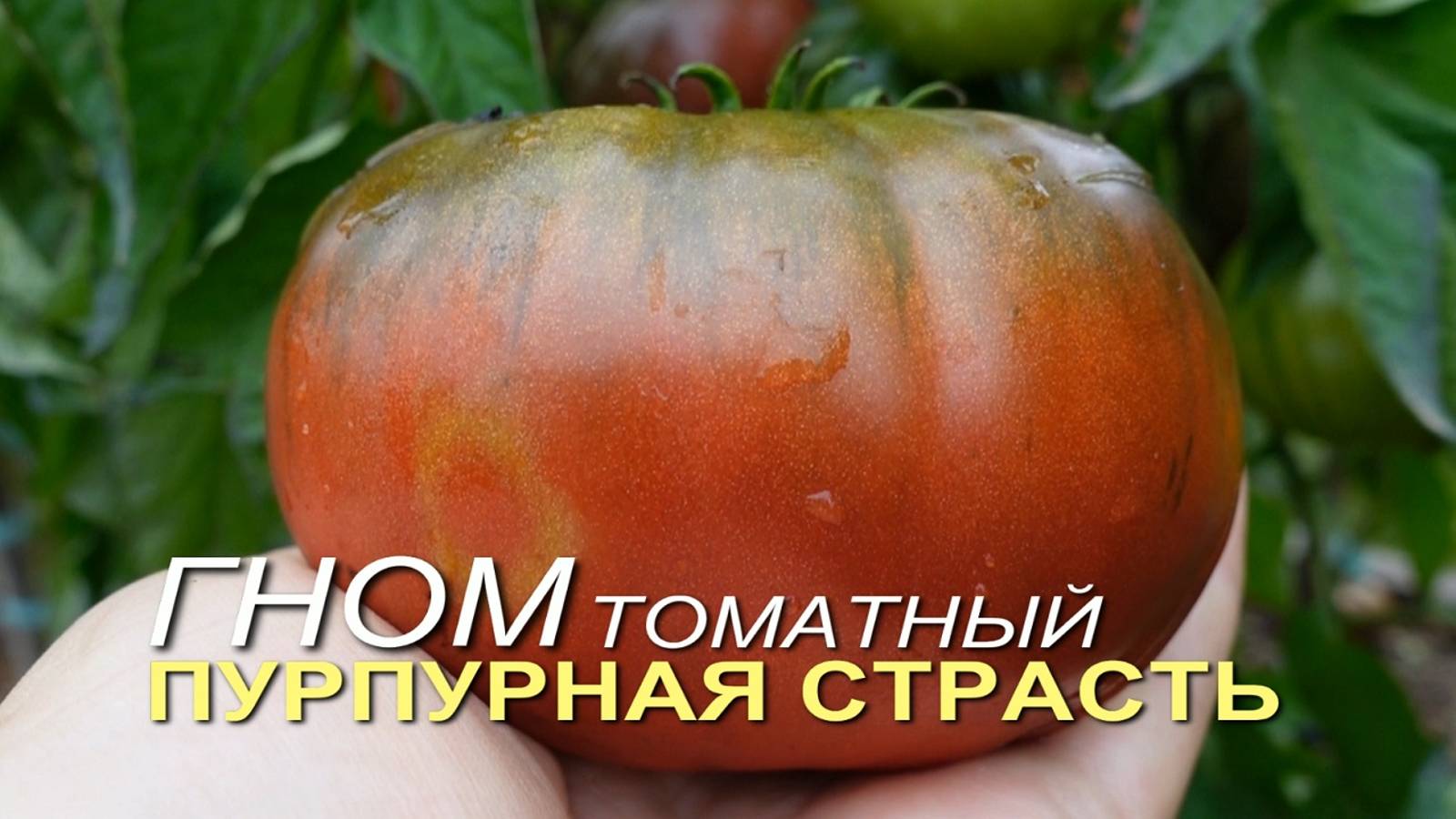 ГНОМ томатный ПУРПУРНАЯ СТРАСТЬ. Обзор сортов ТОМАТОВ!
