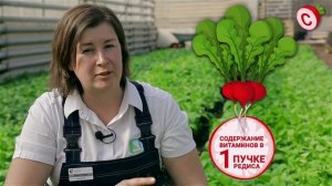 Выращивание редиса Меркадо. Как вырастить крупный редис и богатый урожай редиса.