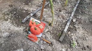 Вкусные сочные помидоры!!! Семена томатов на 2018 год!