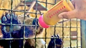 Пока мамы нет мы с папой пошли покормить СПАСЕННОГО МЕДВЕЖОНКА Лейлу она уже подросла!