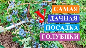 Самая удачная посадка голубики