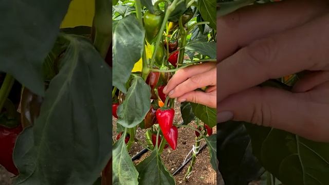 Очень урожайные сорта перцев для домашних заготовок. Выращивание перца в теплице и открытом грунте.
