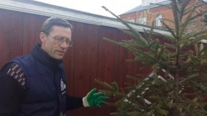 Хвойники в саду. Обрезка хвойных.