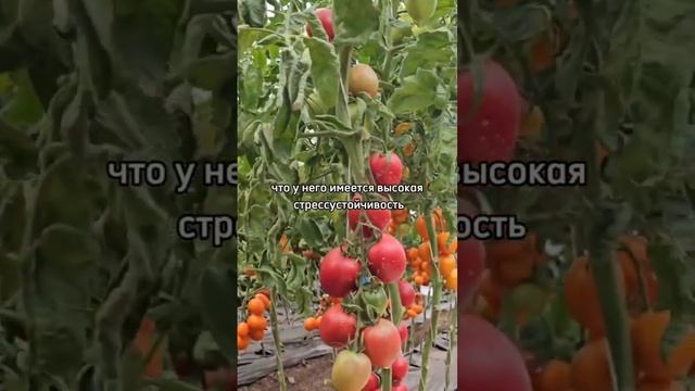 НОВИНКА ТОМАТОВ 2024! Новый сорт урожайных томатов.