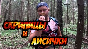 Скрипицы и лисички в волшебном лесу