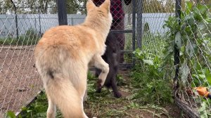 Вернули дикого волка -родителям‼️