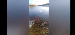 Стрим про жизнь отвечаю на вопросы подписывайтесь