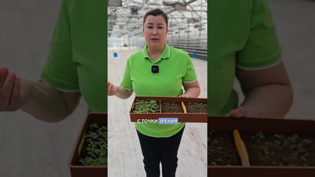 Как вырастить петунию. Пикировка петунии. Правильная пикировка рассады.