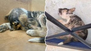 Дети пинали ее, как игрушку в своих руках, и били палками, пока она кричала от боли