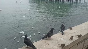 32. Снова на  зиму в Абхазию. День 32, 7.11.2024. Прогулка по набережной Сухума. Рыбаки и рыбки