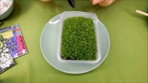 УХОД и ПОСАДКА РАССАДЫ ЛОБЕЛИИ. Советы от Зеленого Огорода.