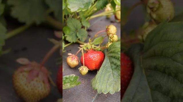 ЗАВАЛИТ ВАС УРОЖАЕМ! Лучший высокоурожайный сорт земляники садовой.