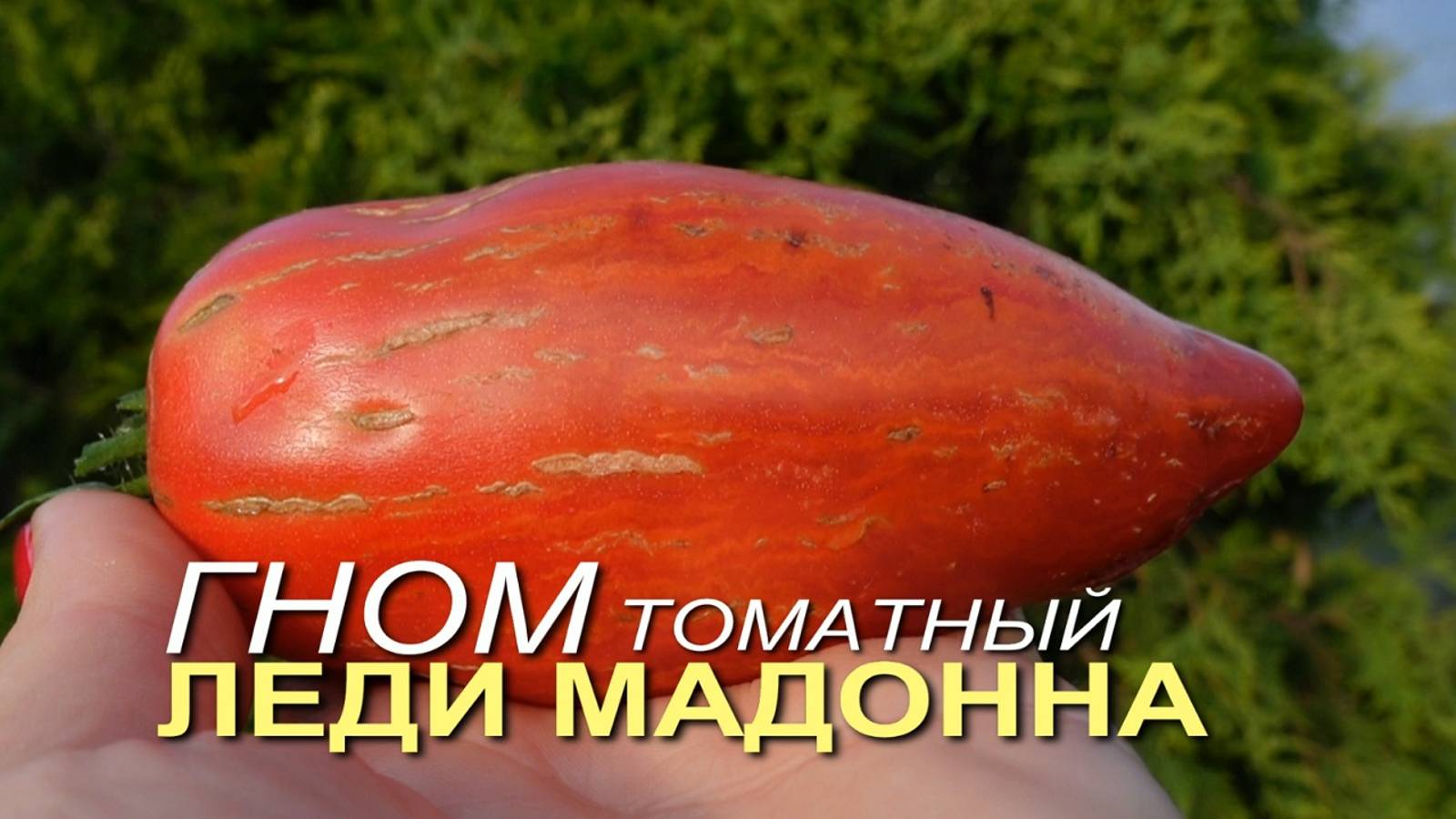 ГНОМ томатный ЛЕДИ МАДОННА. Обзор сортов ТОМАТОВ!