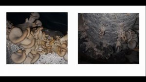 Почему желтеют грибы вешенки? Серия 4