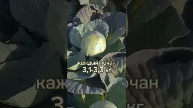 Новый сорт белокочанной капусты для длительного хранения. Лучшие сорта капусты для квашения.