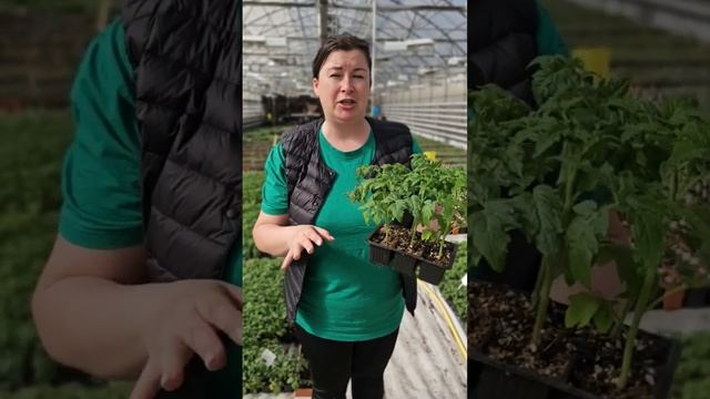 Какую рассаду томатов высаживать в открытый грунт или теплицу. Правильная рассада томатов в кассетах