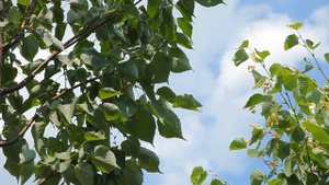 Открытие демонстрационной площадки Ландшафтного Бюро "GARDIE".